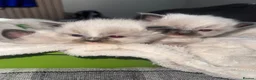 Ragdoll cats for sale: Stunning ragdoll kittens  - Advert 9
