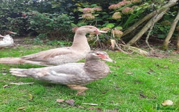 Ducks poultry for sale: Muscovy ducks breeding pair - Image 1