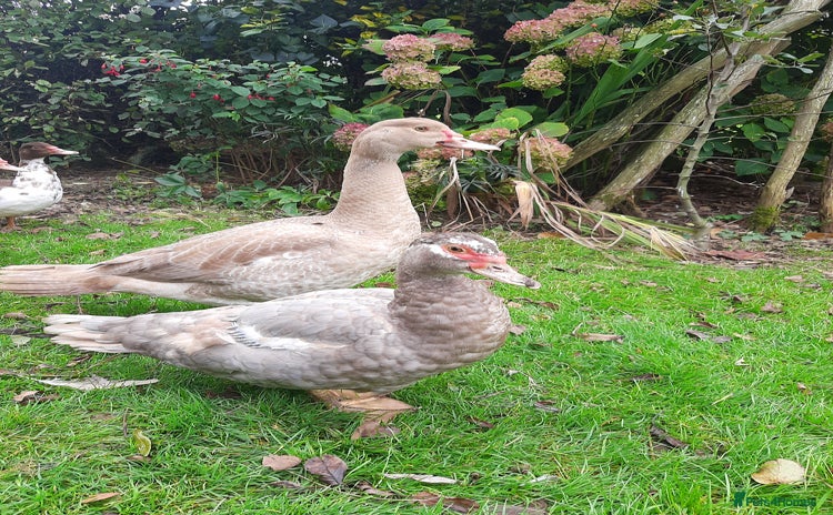 Ducks poultry - Advert 1