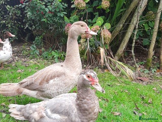 Ducks poultry - Advert 1