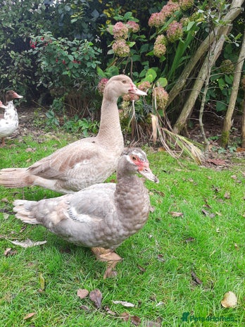 Ducks poultry - Advert 1