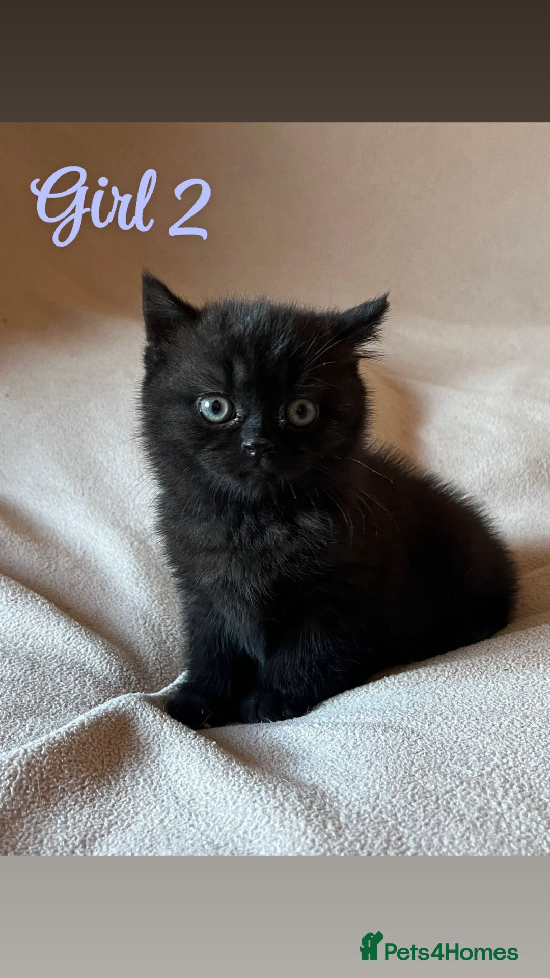 Mixed Breed cats for sale: British Shorthair x Kittens Ready To Leave 🩷🩷 - Advert 1