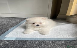 Pomeranian dogs for sale: ✨ 3 White Pomeranian Puppies – CHAMPION BLOODLINE✨ - Image 4