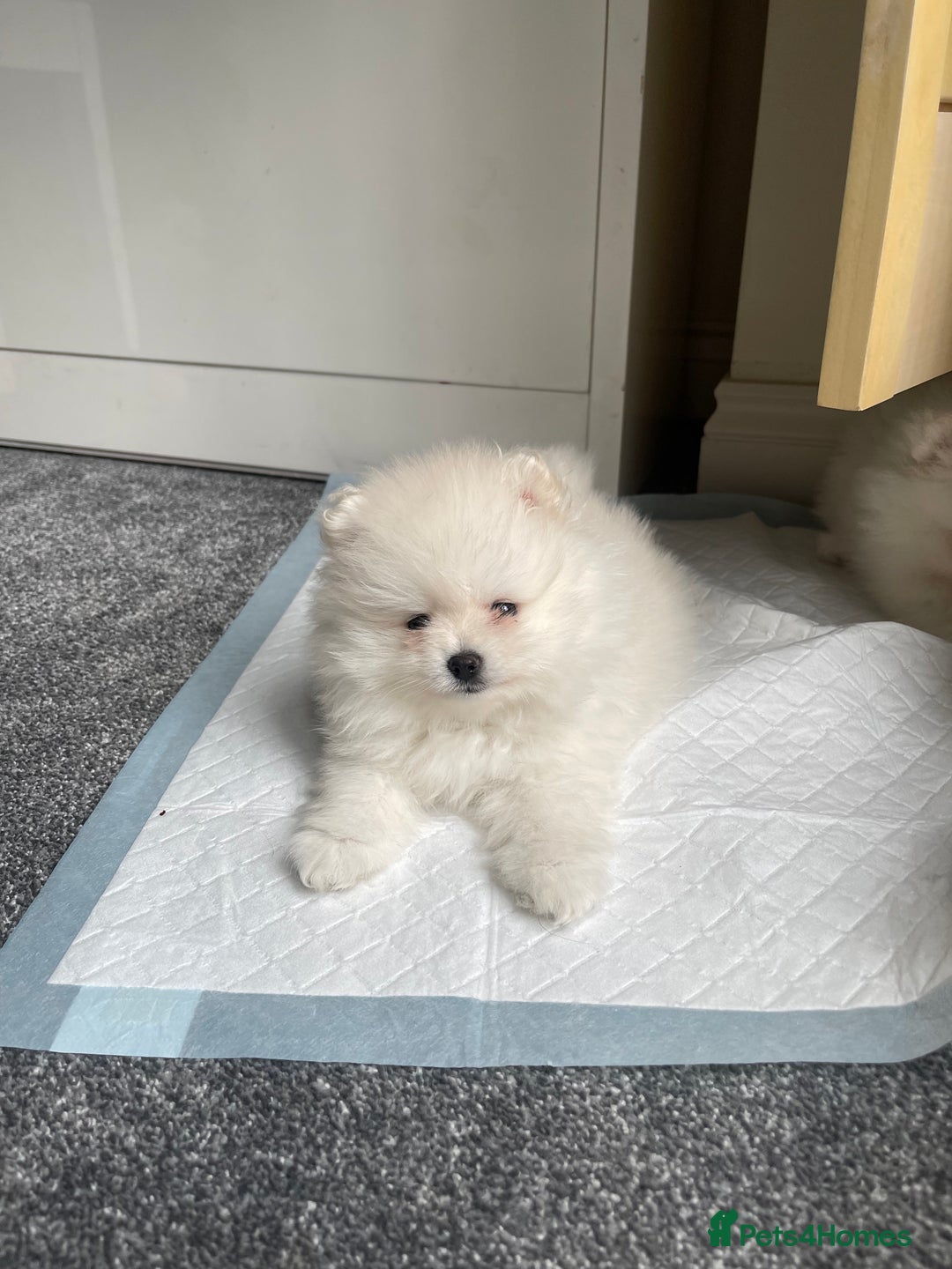 Pomeranian dogs for sale: ✨ 3 White Pomeranian Puppies – CHAMPION BLOODLINE✨ - Image 4