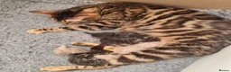 Bengal cats for sale: Beautiful TICA registered Bengal Kittens - Advert 1