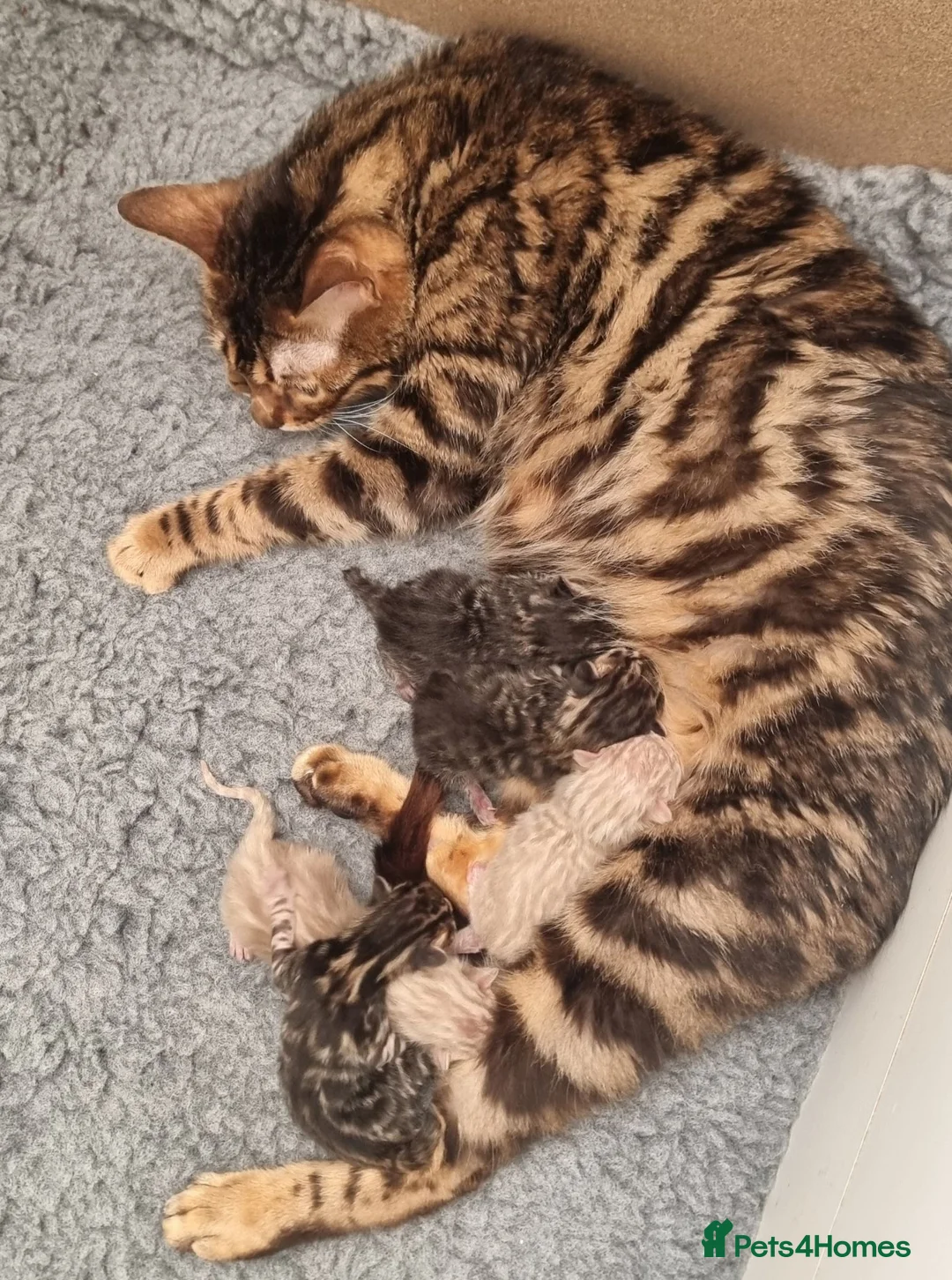 Bengal cats for sale: Beautiful TICA registered Bengal Kittens - Advert 1