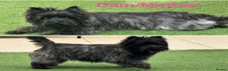 Cairn Terrier dogs for sale: KC reg pups off Health Tested lines, avail 1st Aug - Advert 10