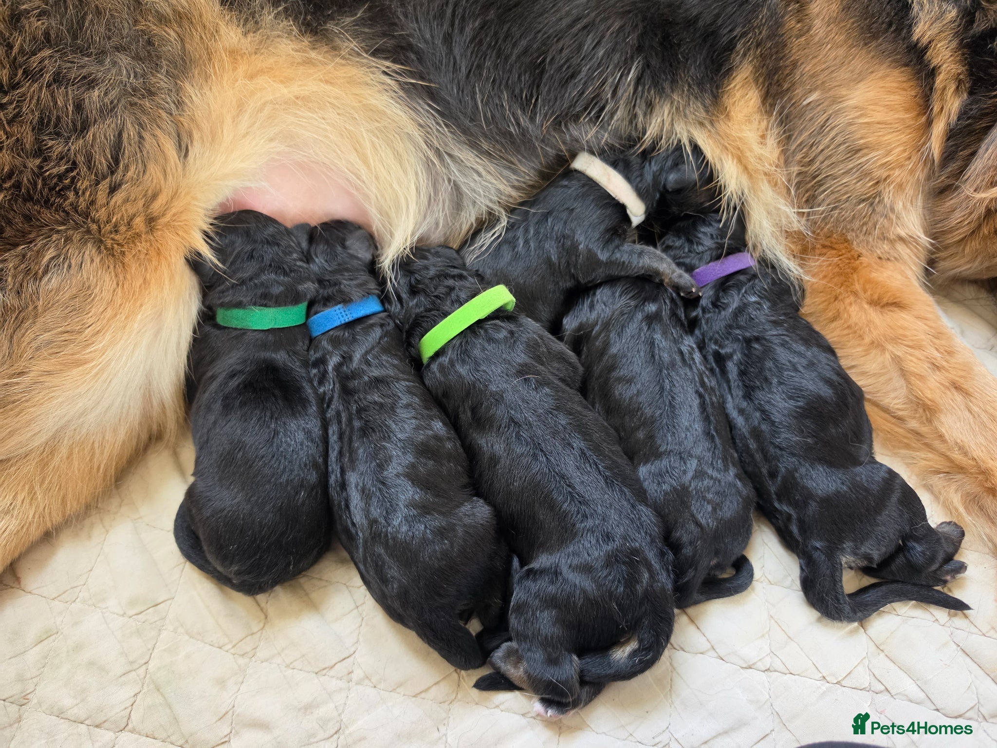 German Shepherd dogs 3 healthy straight back GSP's males - Advert 2