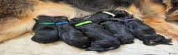 German Shepherd dogs for sale: 2 healthy straight back KC registered male GSP's  - Advert 9
