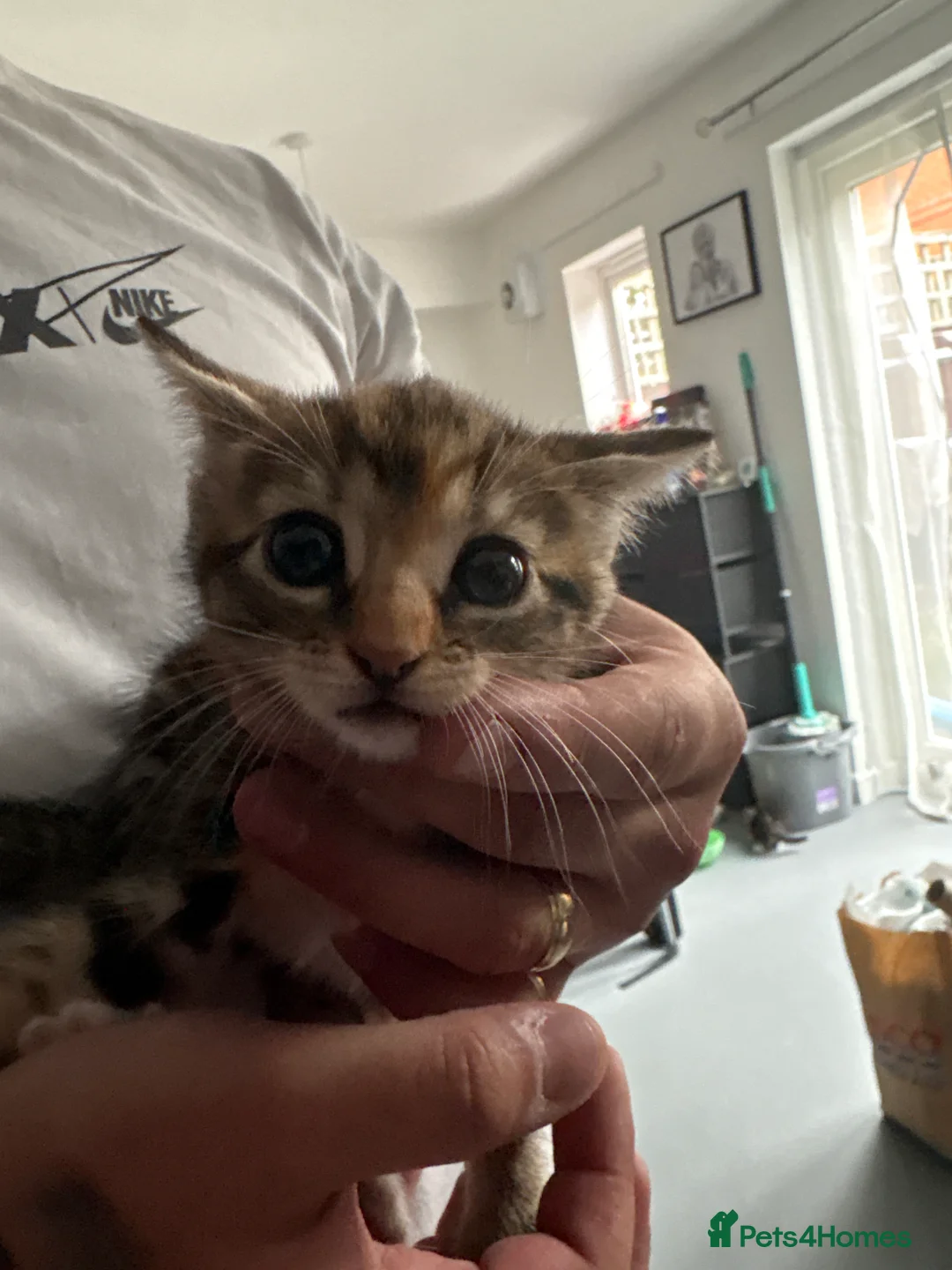 Mixed Breed cats for sale: Kittens in Guildford - Advert 5