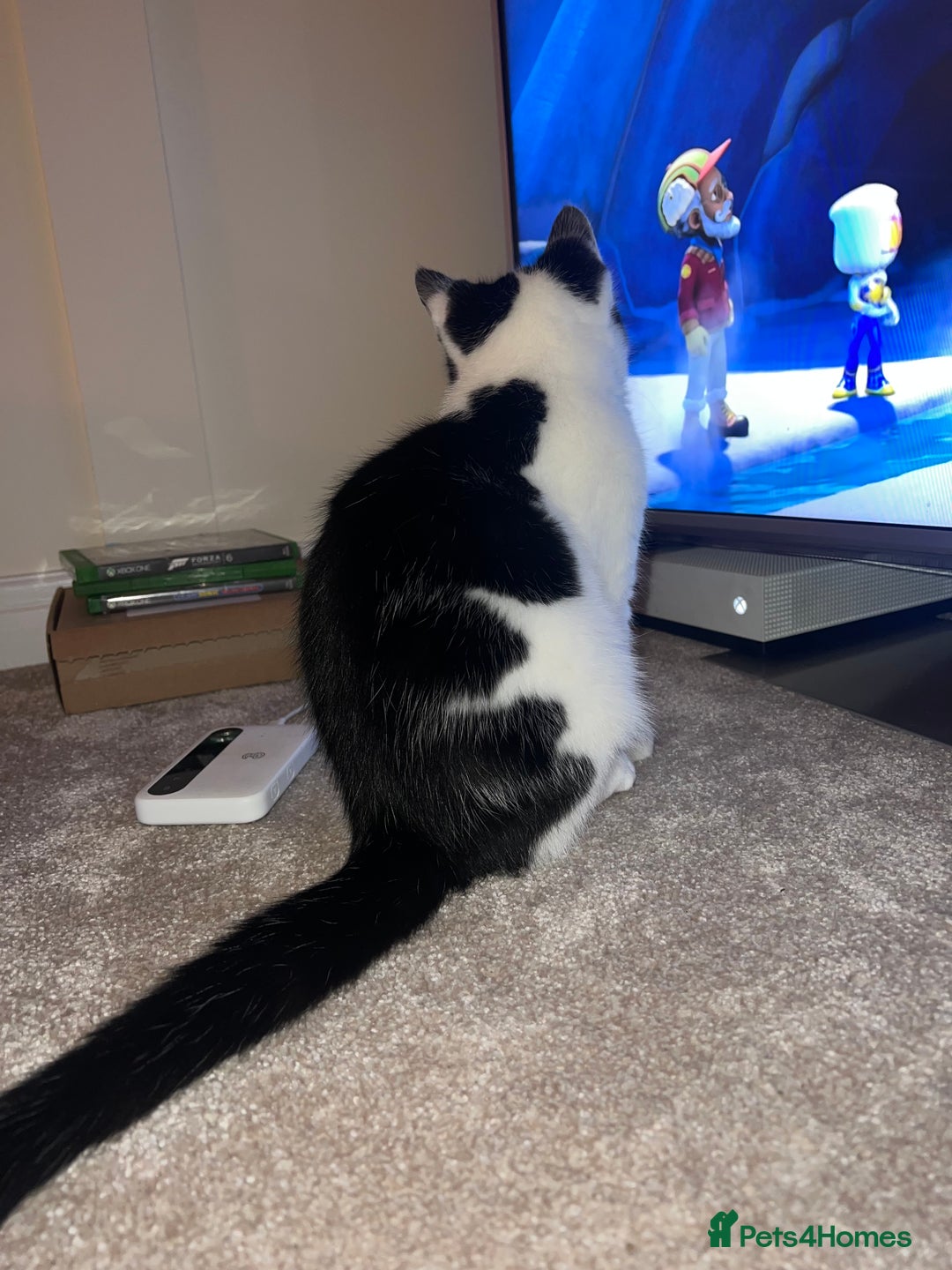 Mixed Breed cats for sale: 🐾 1/4 Bengal Black and white male kitten 🐾  - Advert 5