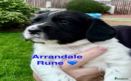 English Springer Spaniel dogs for sale: Springer Spaniels - Image 10