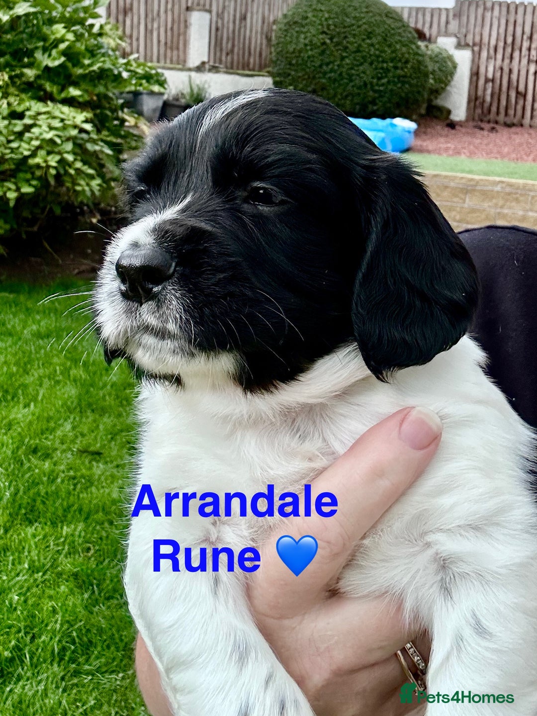 English Springer Spaniel dogs for sale: Springer Spaniels - Image 10