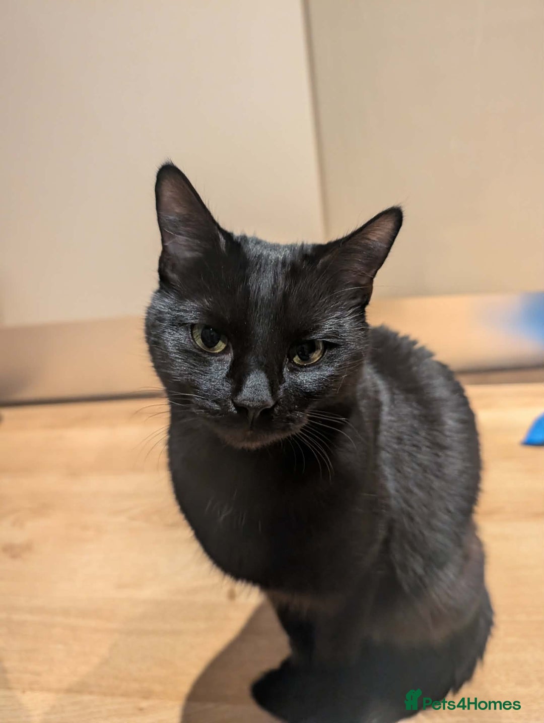 Mixed Breed cats for sale: 1year old - Boy and Girl  - Advert 2