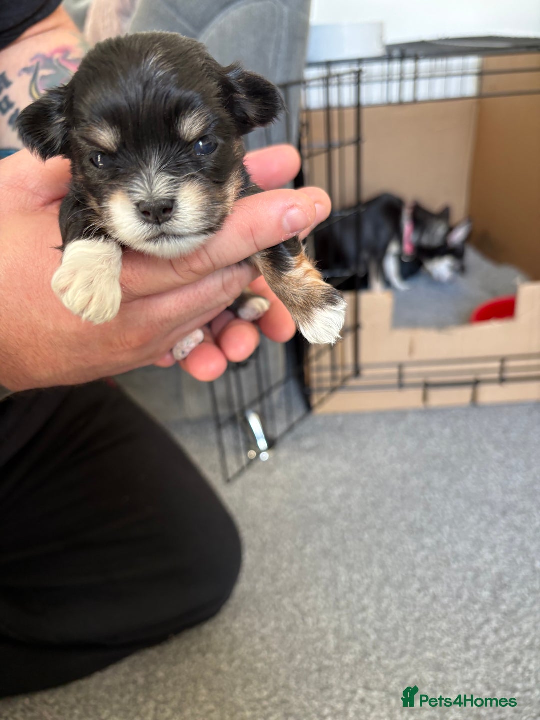 Mixed Breed dogs for sale: 5 health tested chihuahua x Lhasa female puppies - Advert 5