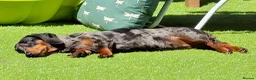 Miniature Dachshund dogs for sale: Stunning Miniature Smooth Haired Dachshund Puppies - Advert 6