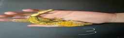 Gecko reptiles for sale: 3 stunning crested geckos from 3 months old in Nottingham - Advert 7