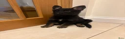 German Shepherd dogs for sale: Mrs Jas Padda  - Advert 25