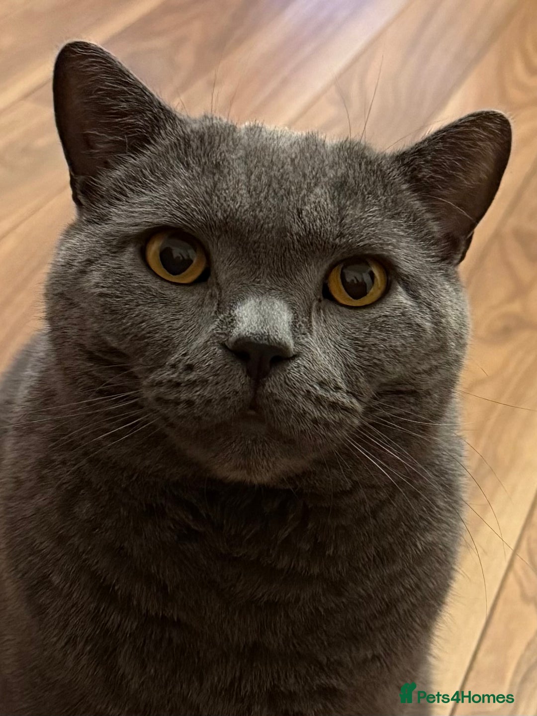 British Shorthair cats for sale: British Short Hair Blue Male - Advert 10