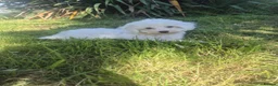 Maltipoo dogs for sale: Beautiful Toy Maltipoo Puppy DNA tested clear - Advert 8