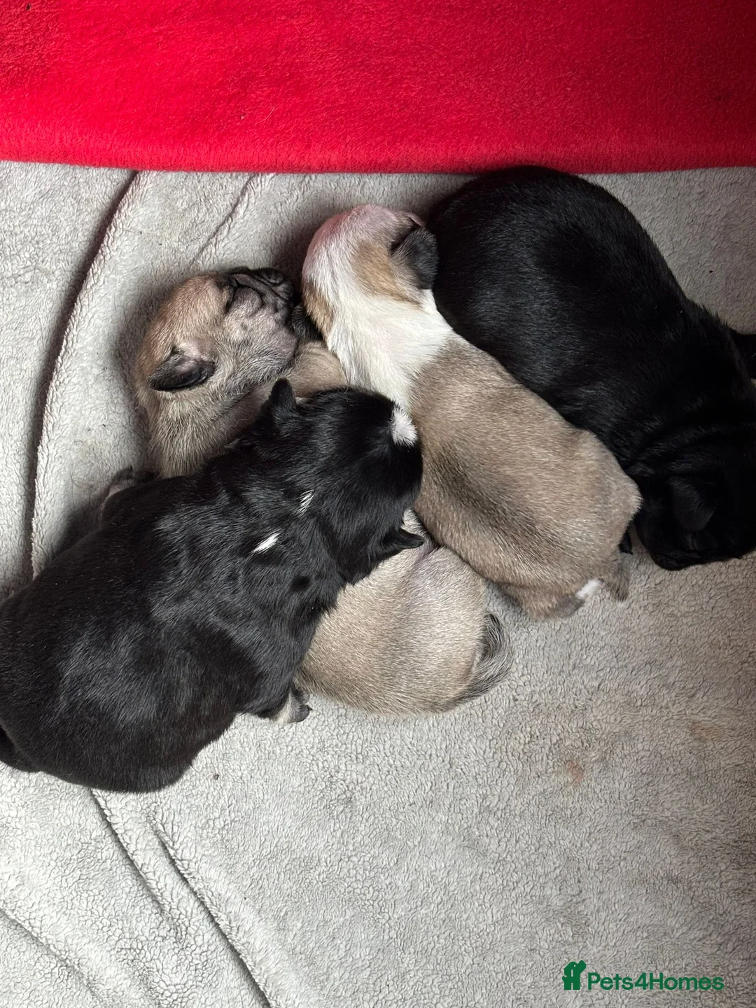 Pug dogs for sale: Kc registered pug puppies for sale - Advert 26