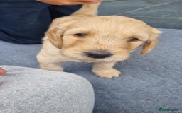 Labradoodle dogs for sale: F1b Labradoodle puppies - Image 16