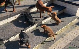 Miniature Pinscher dogs for sale: PURE 100% Miniature Pinscher , KC-reg, DNA tested in Manchester - Image 23