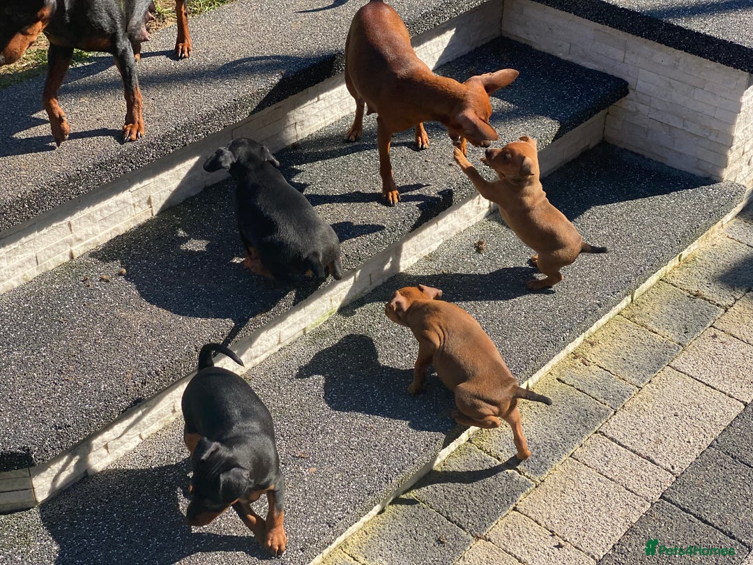 Miniature Pinscher dogs for sale: PURE 100% Miniature Pinscher , KC-reg, DNA tested in Manchester - Image 23