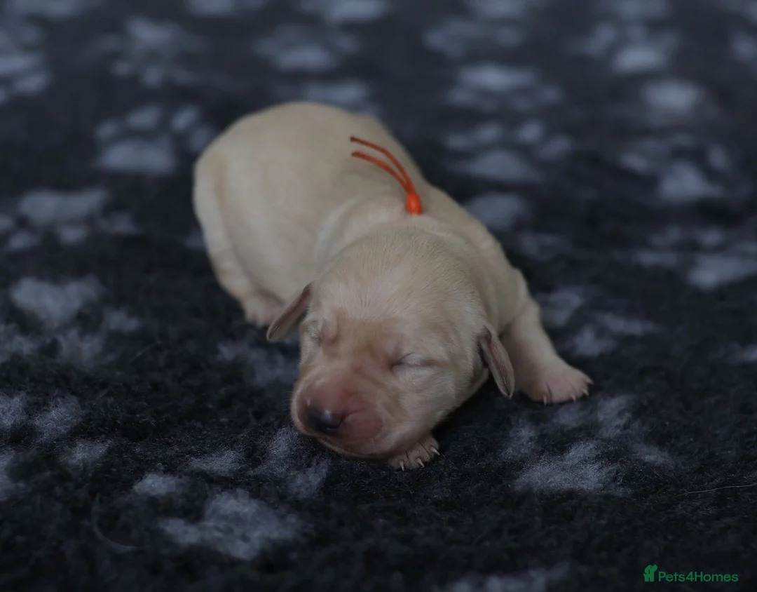 Golden Retriever dogs for sale: Golden Retriever / Goldardor Puppies - Advert 9