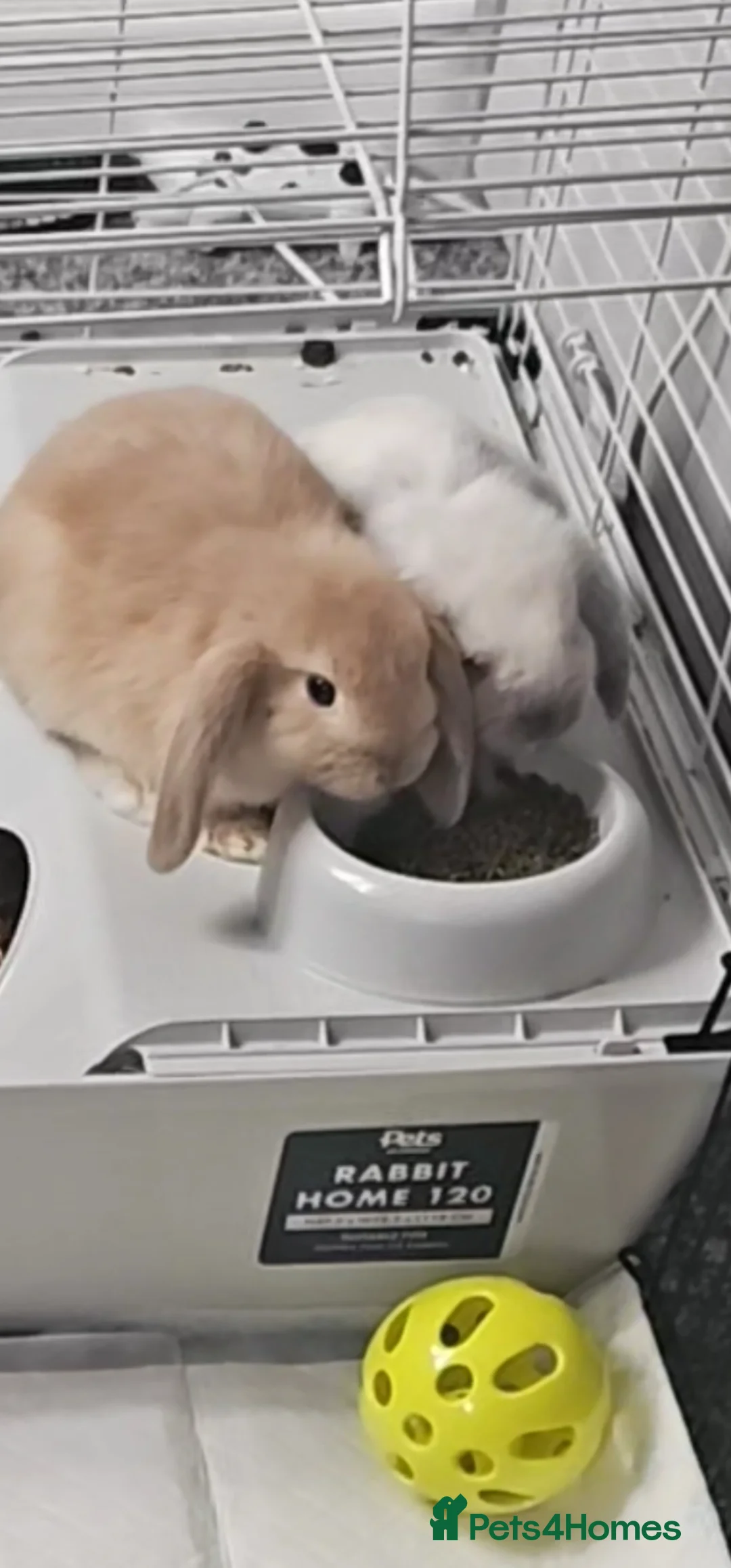 Mini Lop rabbits for sale: 2 female lops  - Advert 1