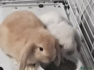 Mini Lop rabbits 2 female lops - Advert 1
