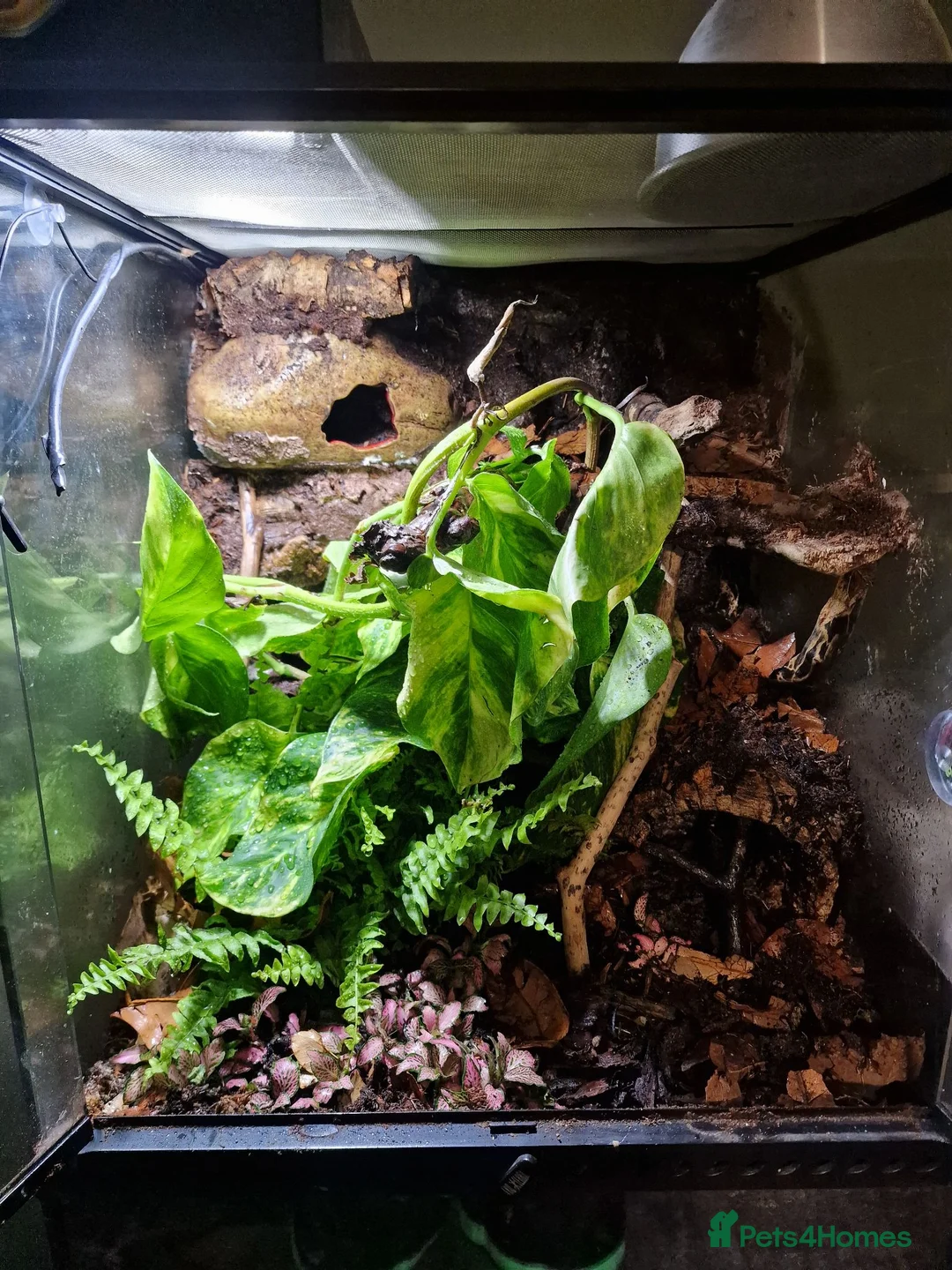 Gecko reptiles for sale: Crested Gecko - Advert 1