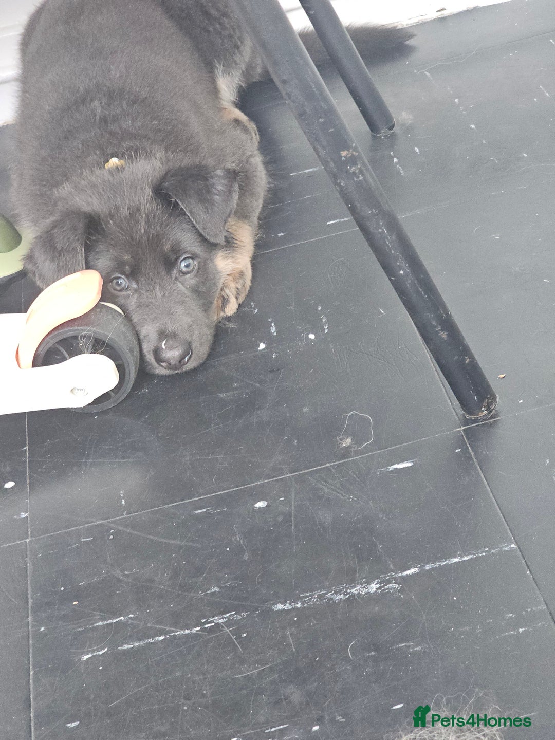 German Shepherd dogs for sale: German shepherd girl BLUE/TAN  in Rugby - Image 13