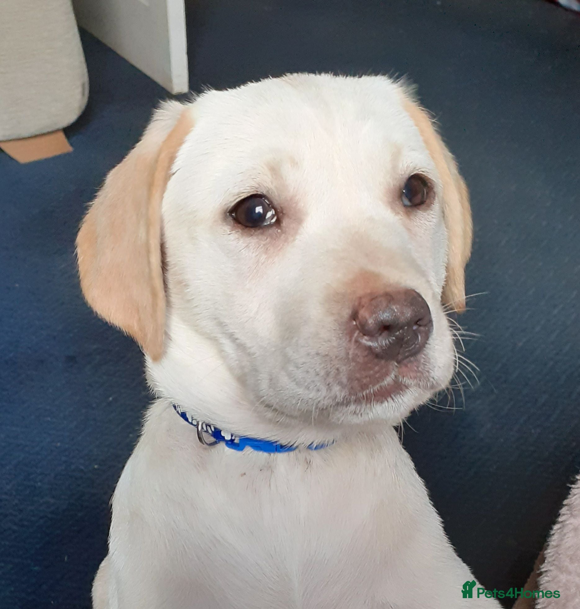 Labrador Retriever dogs Gorgeous yellow labrador puppies - Advert 2