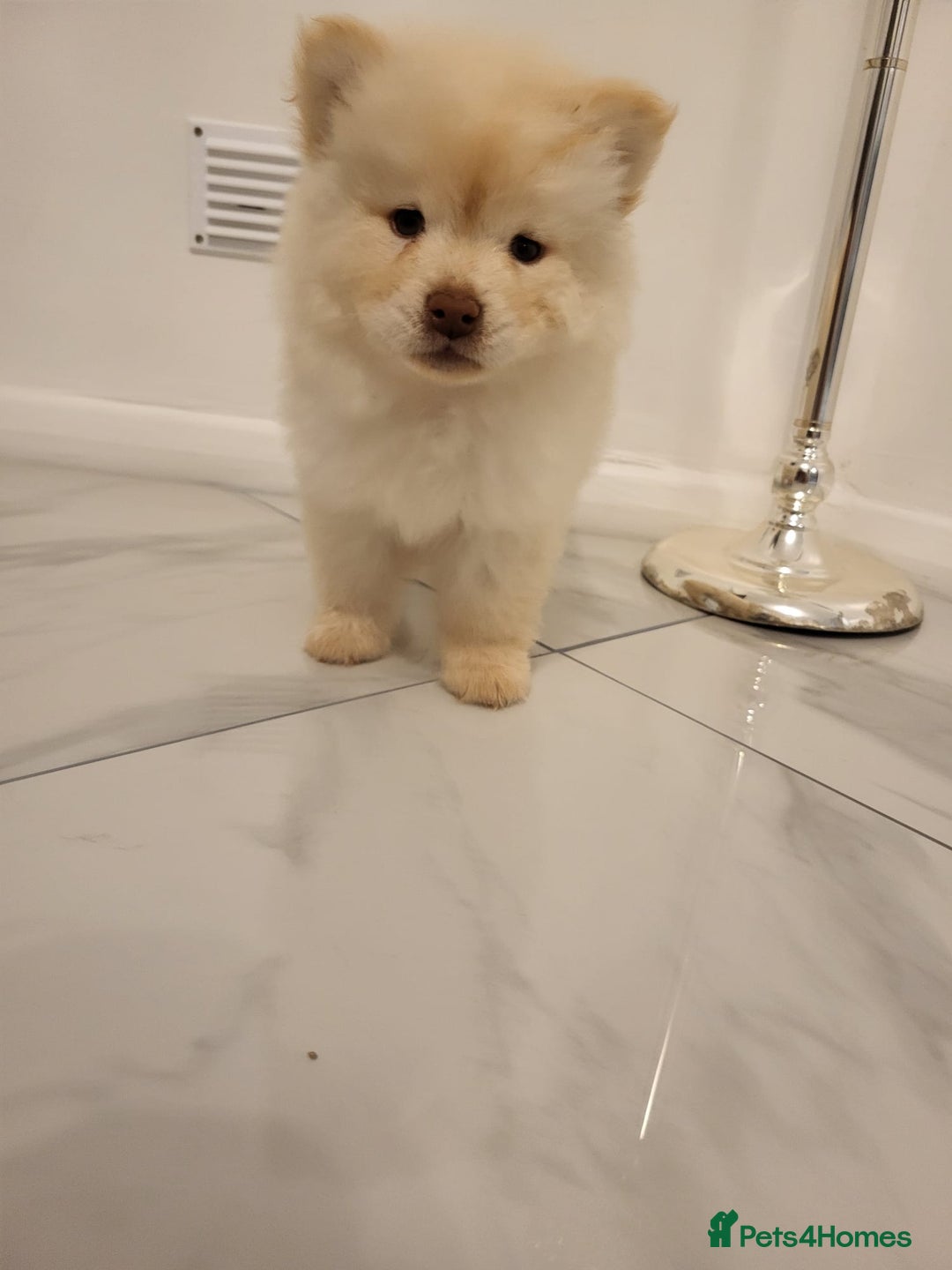 Chow Chow dogs for sale: Chow chow puppy  - Image 5