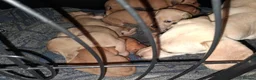 Dachshund dogs for sale: Dachshund puppies - Advert 3
