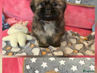 Shih Tzu dogs 2x Full Pedigree Shih Tzu Puppies - Ready Today! - Advert 3