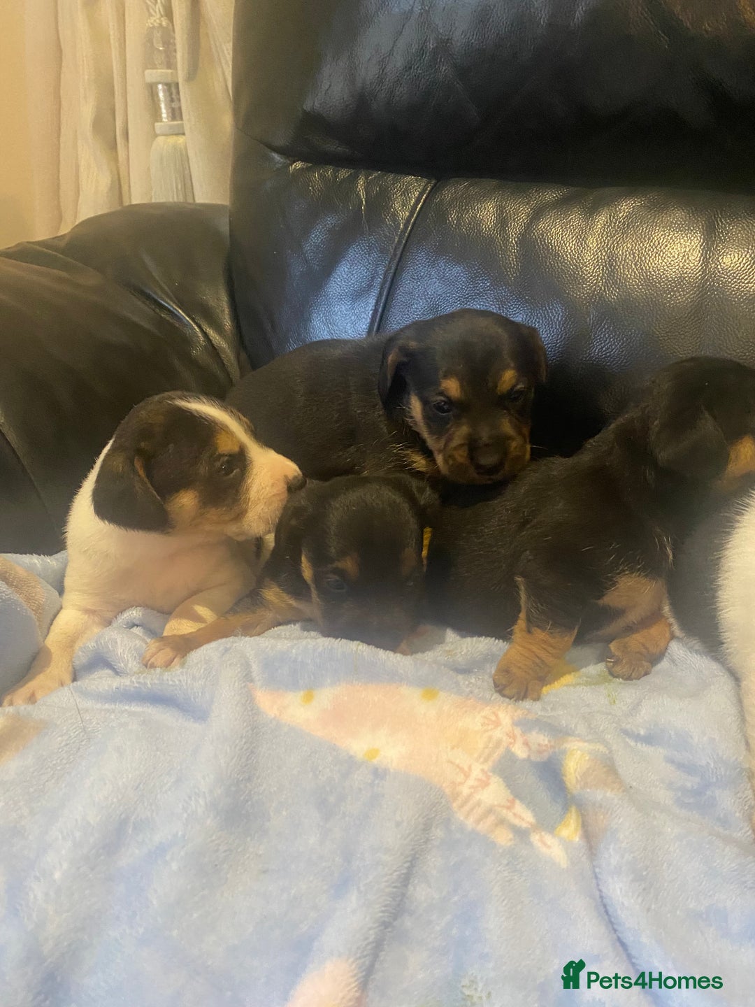 Jack Russell dogs for sale: Adorable Jack Russell puppy’s - Advert 4