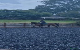 Irish Thoroughbred horses for sale: Unraced TB Gelding “Arthur” - Image 5