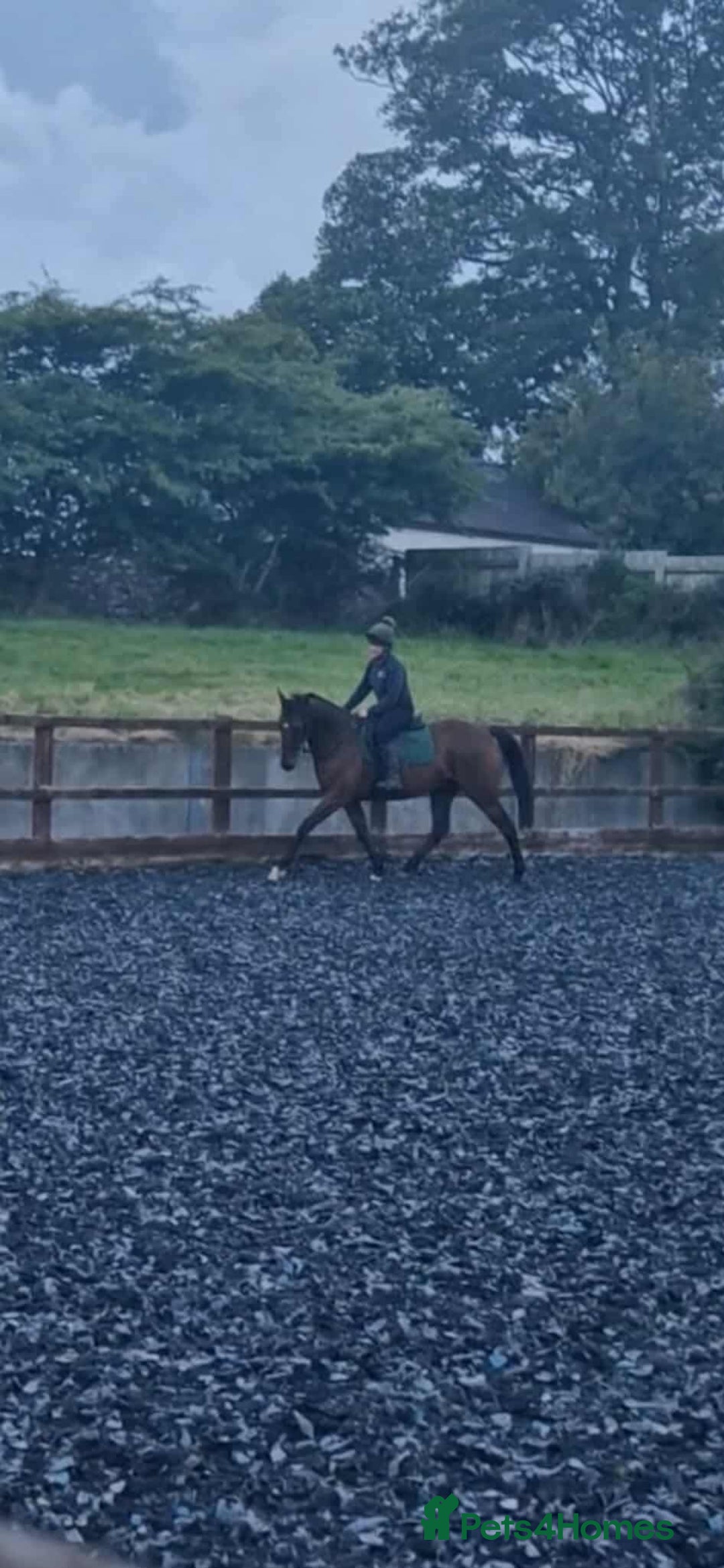 Irish Thoroughbred horses for sale: Unraced TB Gelding “Arthur” - Image 5