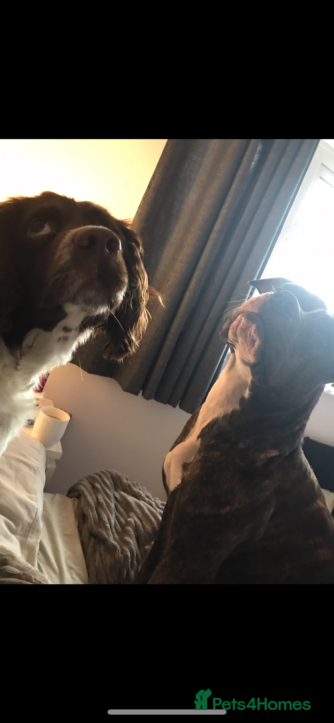Mixed Breed dogs for sale: Cockerbull puppies  - Image 40