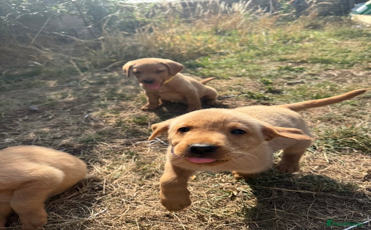 Labrador Retriever dogs - Advert 16