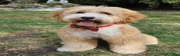 Cockapoo dogs for sale: F1 Cockapoo x Australian Labradoodle Pups - Advert 9