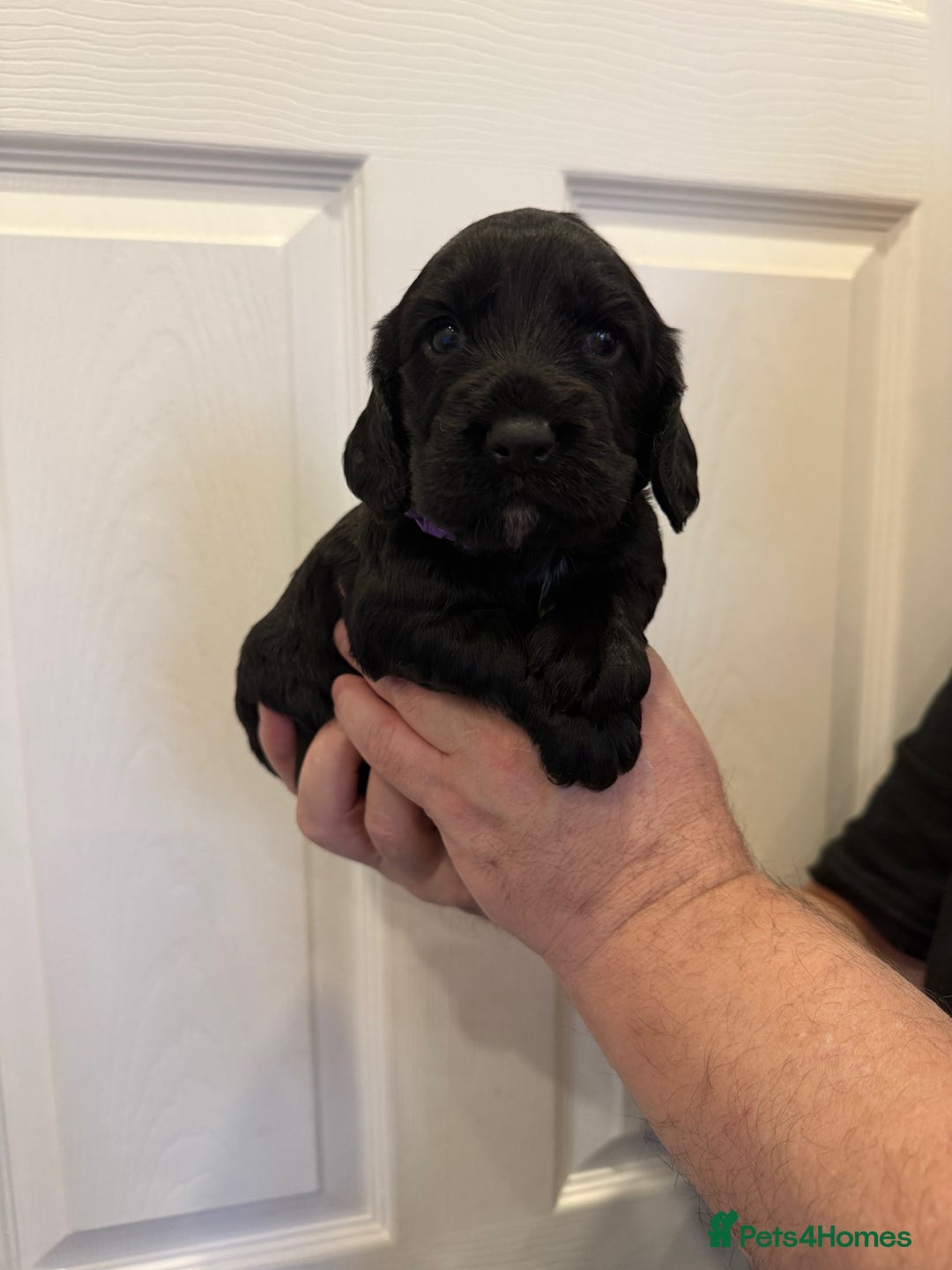 Cocker Spaniel dogs for sale: Beautiful litter of Cocker Spaniel puppies from - Advert 11
