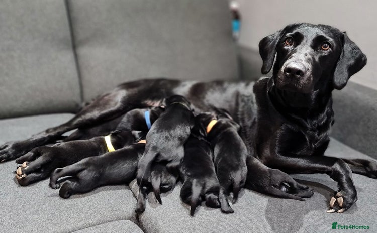 Labrador Retriever dogs - Advert 3