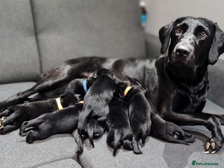 Labrador Retriever dogs KC Registered, Working, Excellent Bloodline - Advert 17