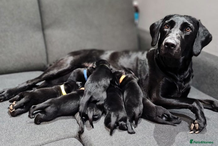 Labrador Retriever dogs - Advert 4