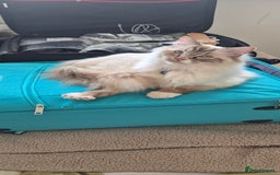 Ragdoll cats for sale: Zeus the Ragdoll - Image 3