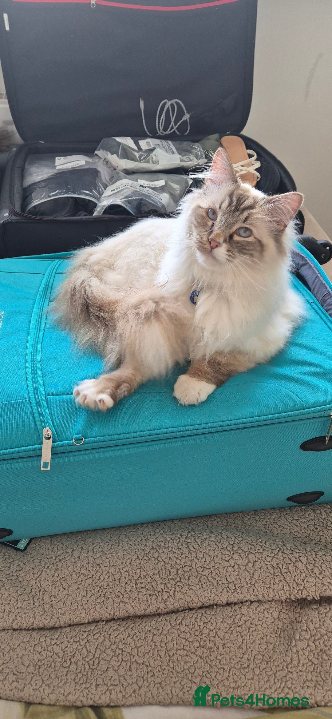 Ragdoll cats for sale: Zeus the Ragdoll - Image 3