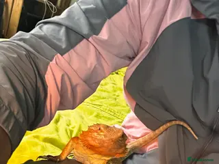 Bearded Dragon reptiles Bearded dragon (2 years old) - Advert 6